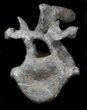 Stegosaurus Cervical Vertebra On Stand - Colorado #36083-10